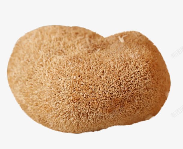 一个猴头菇png免抠素材_新图网 https://ixintu.com 一个猴头菇 产品实物 干货 猴头菇