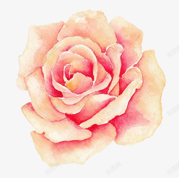 水彩玫瑰花png免抠素材_新图网 https://ixintu.com 卡通 手绘 数次爱 玫瑰花