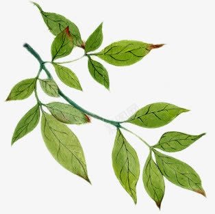 守护绿色草本植物树叶png免抠素材_新图网 https://ixintu.com 守护 树叶 绿色 草本植物