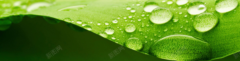 露珠叶子banner创意psd设计背景_新图网 https://ixintu.com 其他 干净 海报banner 环保 简约 纯色 色彩
