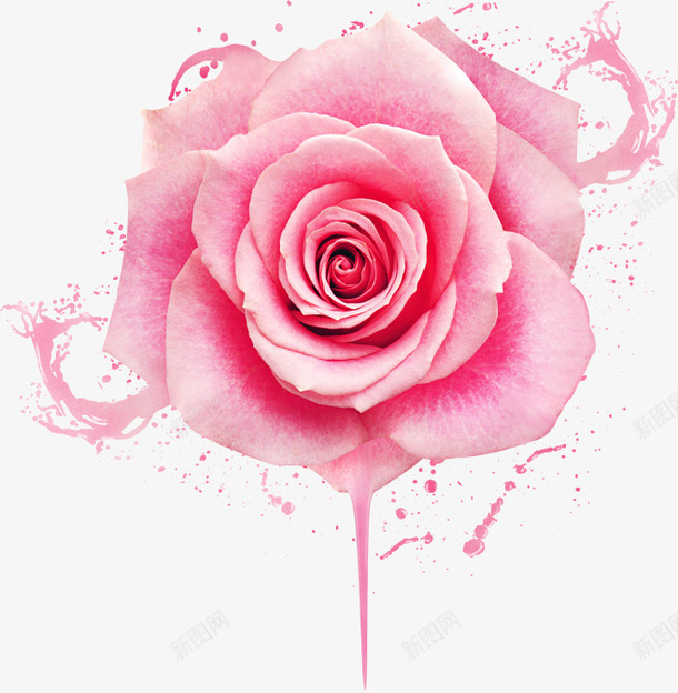 玫瑰花元素等图标png_新图网 https://ixintu.com 墨 水 玫 瑰 花