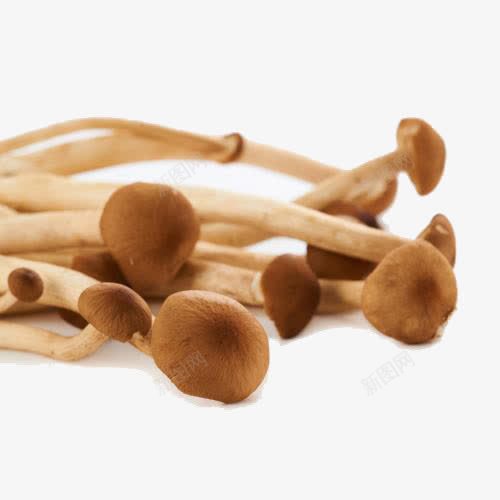 蟹味菇png免抠素材_新图网 https://ixintu.com 产品实物 菌菇蘑菇 蘑菇 蟹味菇 蟹味菇免扣图片