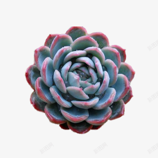 可爱多肉植物png免抠素材_新图网 https://ixintu.com 多肉 小清新 植物 素材