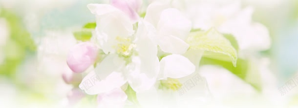 唯美花朵淘宝海报背景jpg设计背景_新图网 https://ixintu.com 唯美 大气 简约 背景素材 通用海报背景