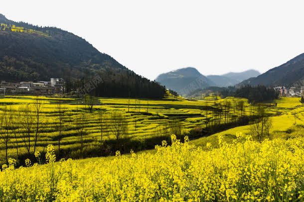 云南罗平油菜花风景矢量图eps免抠素材_新图网 https://ixintu.com 云南 旅游 景点 著名 风景 矢量图