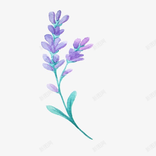 紫色花朵png免抠素材_新图网 https://ixintu.com 植物 紫色 花朵 薰衣草