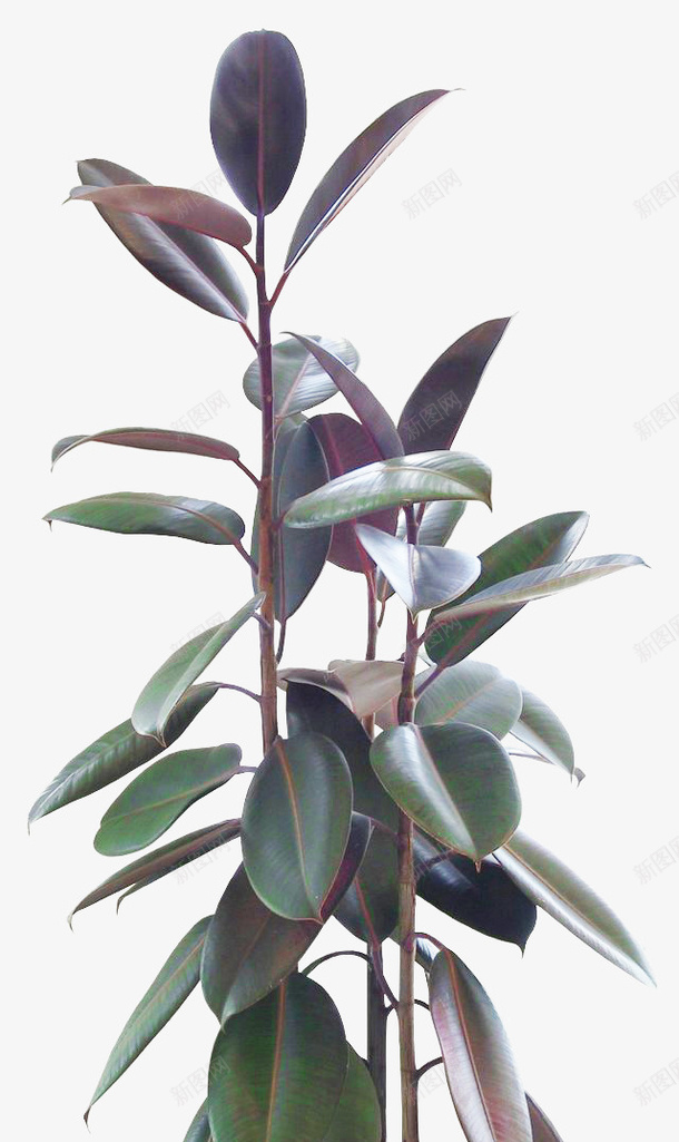 植物盆栽绿植png免抠素材_新图网 https://ixintu.com 叶子 室内盆栽 植物 热带绿叶 绿叶 绿植 装饰