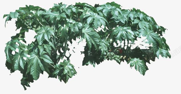 景观灌木掌叶苹婆png免抠素材_新图网 https://ixintu.com 掌叶苹婆 植物 灌木 风景树