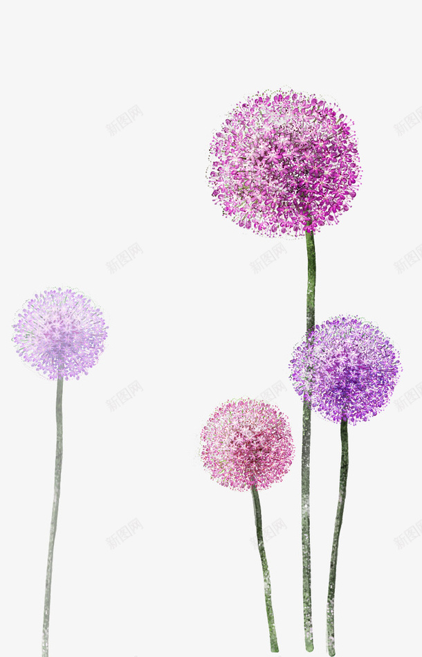 紫色蒲公英png免抠素材_新图网 https://ixintu.com 产品实物 紫色 花 蒲公英 蒲公英图