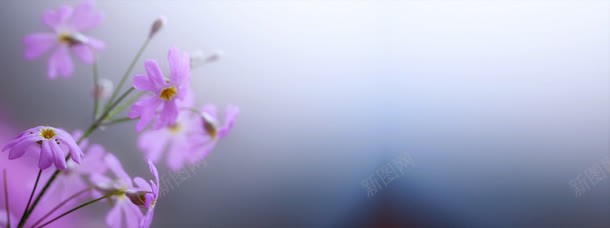 唯美花朵背景海报jpg设计背景_新图网 https://ixintu.com 创意 海报 淘宝banner 淘宝海报 淘宝海报素材下载 简约 简约创意背景 花朵