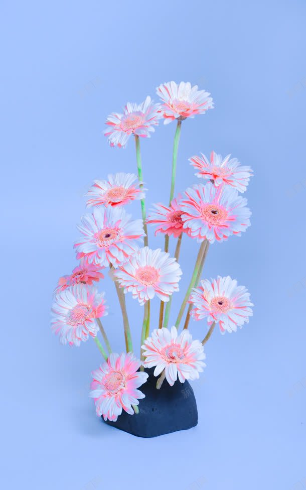 蓝色背景前的粉色小花jpg设计背景_新图网 https://ixintu.com 粉色 背景 蓝色