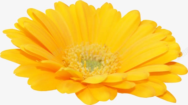 黄花png免抠素材_新图网 https://ixintu.com 花卉 花朵 装饰 黄花