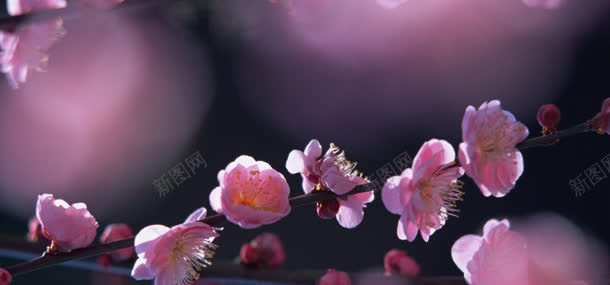 桃花背景jpg设计背景_新图网 https://ixintu.com 桃花 花朵 鲜花