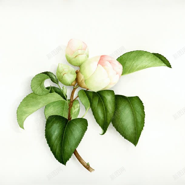 粉色花苞绿叶植物jpg设计背景_新图网 https://ixintu.com 植物 粉色 绿叶 花苞