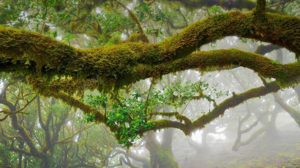 长满苔藓的树干jpg设计背景_新图网 https://ixintu.com 树干 素材 苔藓