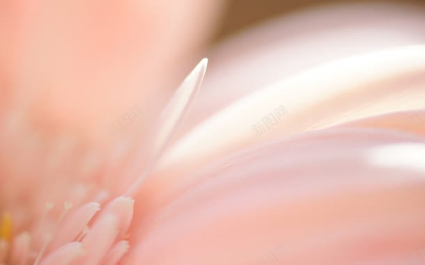 橙色艺术花朵背景jpg设计背景_新图网 https://ixintu.com 橙色 背景 艺术 花朵