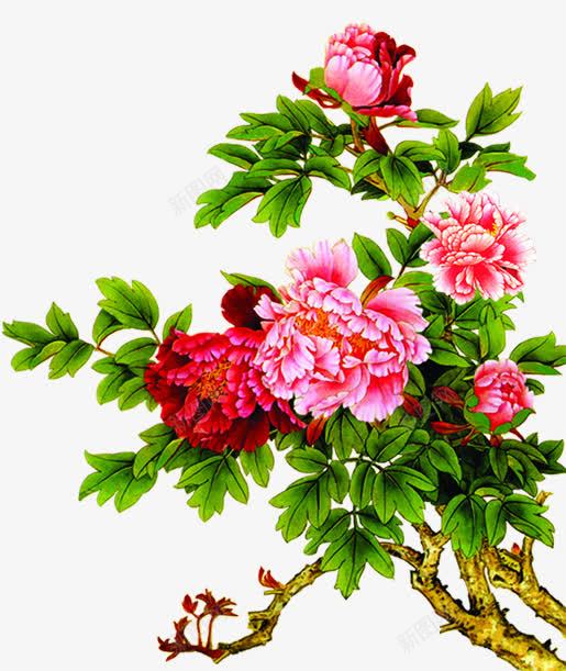 水彩合成手绘海棠花合成png免抠素材_新图网 https://ixintu.com 合成 水彩 海棠花