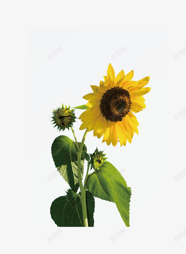 春天花卉向日葵简约psd免抠素材_新图网 https://ixintu.com 向日葵 春天 简约 花卉