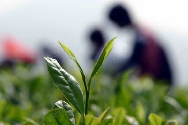 园丁绿叶教师节背景jpg设计背景_新图网 https://ixintu.com 园丁 教师节 绿叶 背景