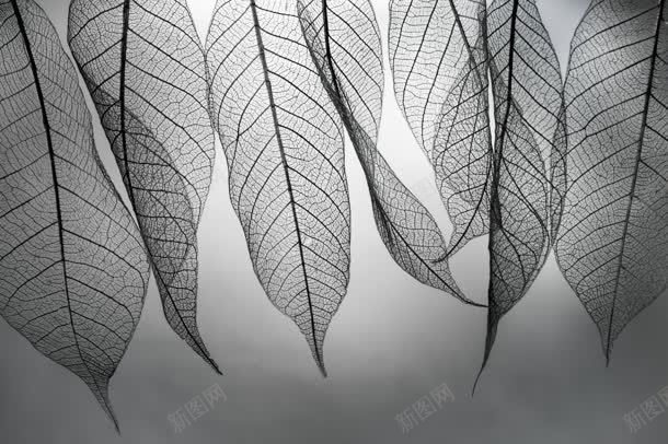 黑色半透明的叶脉jpg设计背景_新图网 https://ixintu.com 叶脉 透明 黑色
