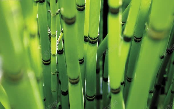 绿色植物根部jpg设计背景_新图网 https://ixintu.com 根部 绿色植物