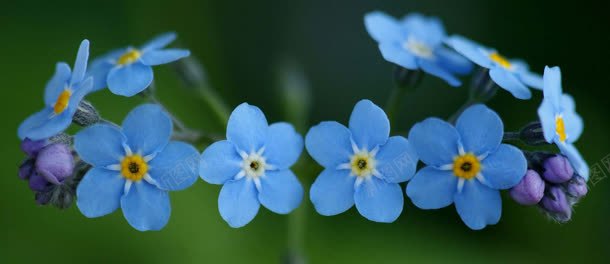 唯美花瓣banner背景jpg设计背景_新图网 https://ixintu.com 小清新 简约 设计 鲜花