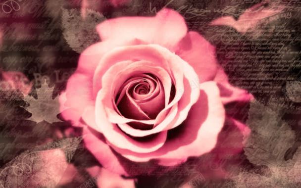 唯美粉色玫瑰花壁纸背景