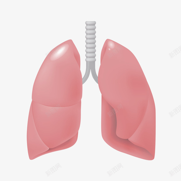 人体肺器官卡通插画png免抠素材_新图网 https://ixintu.com 人体肺器官卡通插画 人体肺部 免抠PNG 医疗 器官 肺 肺部图案