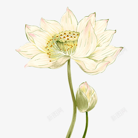 手绘夏季小清新荷花psd免抠素材_新图网 https://ixintu.com 夏天 手绘 水墨 荷花