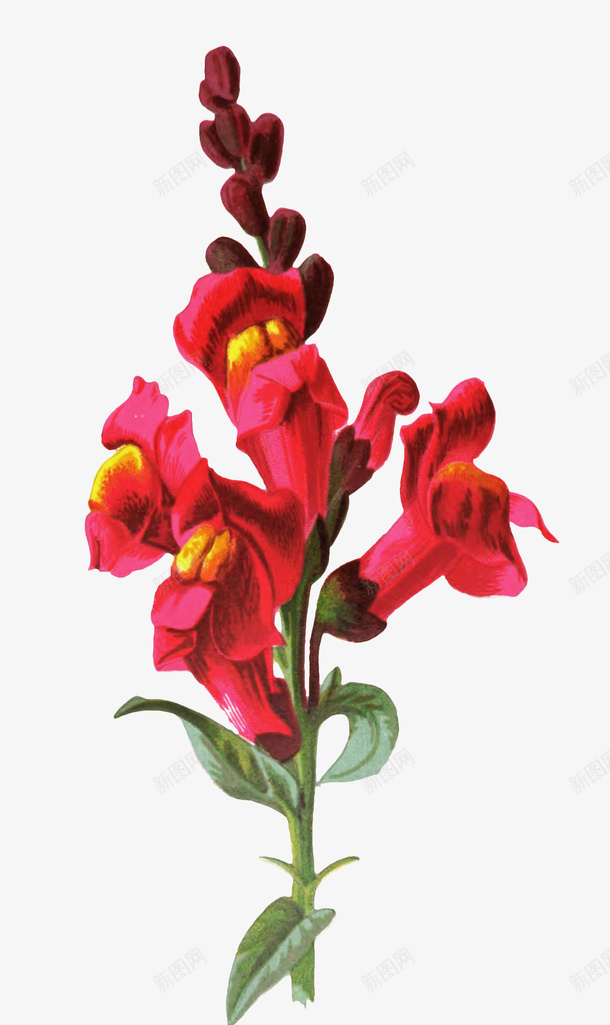 中国风花朵插画png免抠素材_新图网 https://ixintu.com 花卉 花卉文艺风 花卉红色 花朵 花朵插画 花朵装饰 花草样本