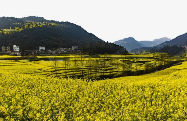 云南罗平油菜花风景矢量图eps免抠素材_新图网 https://ixintu.com 云南 旅游 景点 著名 风景 矢量图