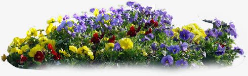 黄紫色花朵景观装饰png免抠素材_新图网 https://ixintu.com 景观 紫色 花朵 装饰