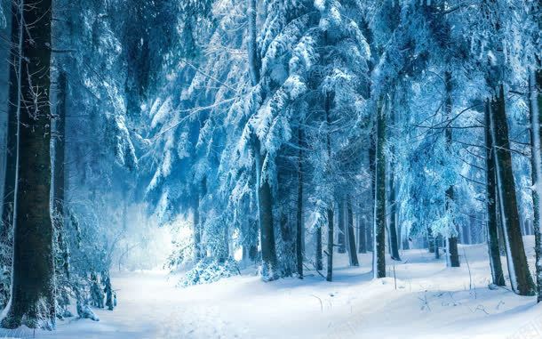 梦幻蓝色雪后树林jpg设计背景_新图网 https://ixintu.com 树林 梦幻 蓝色 雪后
