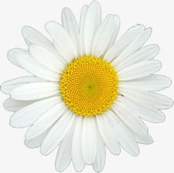 创意合成摄影白色的茉莉花花朵素材