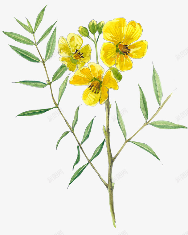 蝶形花科手绘插画png免抠素材_新图网 https://ixintu.com 免抠PNG 双子叶植 植物 水彩 花插图 花插画 蝶形花科手绘插画 黄色花朵