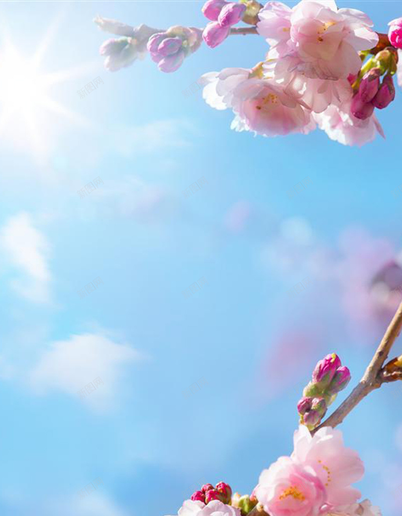 天空阳光蓝色H5背景jpg设计背景_新图网 https://ixintu.com H5背景 唯美 天空 桃花 花卉 蓝色 蓝色天空 蓝色背景 阳光 风景