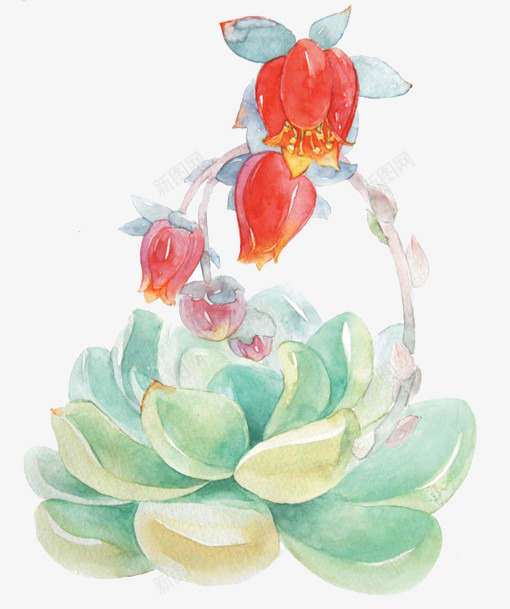 红色灯笼花psd免抠素材_新图网 https://ixintu.com 植物 灯笼花 红色 绿叶 装饰