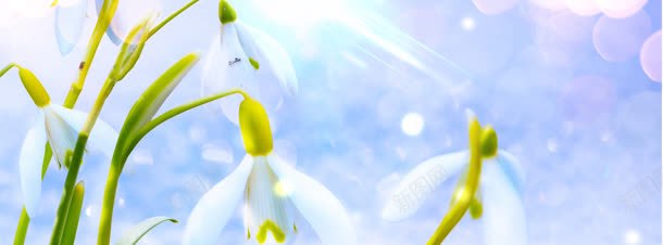 香水白色花卉梦幻背景bannerjpg设计背景_新图网 https://ixintu.com banner 梦幻 白色 背景 花卉 香水