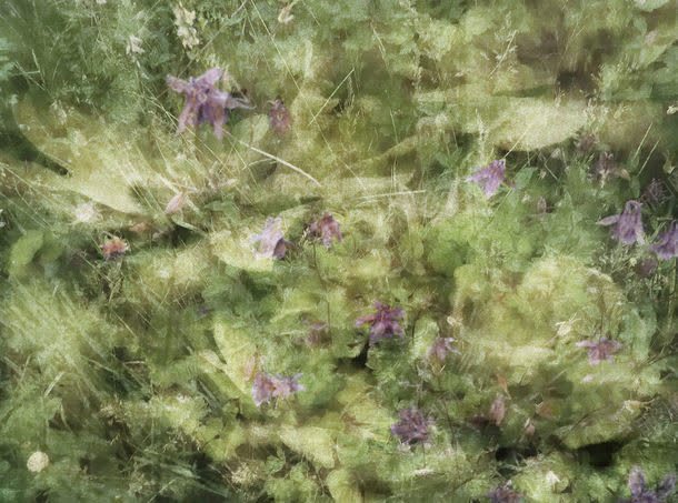 植物花卉背景jpg设计背景_新图网 https://ixintu.com 图片素材 复古背景 底纹背景 怀旧背景 怀旧鲜花背景 植物花卉 植物花卉背景图片 植物花卉背景图片素材下载 纹理背景 背景底纹 背景花边 花朵