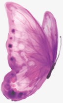 中秋节手绘紫色蝴蝶png免抠素材_新图网 https://ixintu.com 中秋节 紫色 蝴蝶