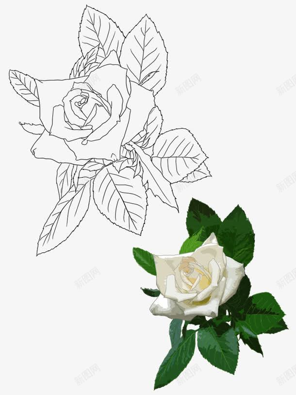 手绘玫瑰花png免抠素材_新图网 https://ixintu.com 手绘 玫瑰花 白色 绿叶 花朵