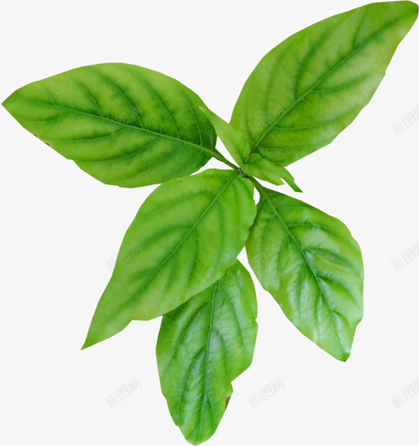 花卉背景唯美花草png免抠素材_新图网 https://ixintu.com 手绘 手绘花卉 手绘花卉素材 花草图片素材 花草矢量图素材 装饰图案 装饰素材