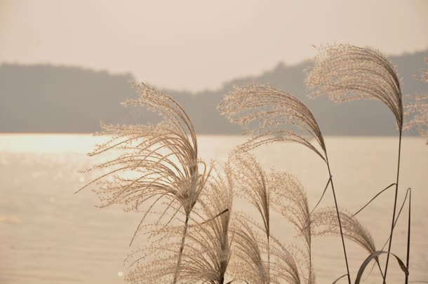 水面芦苇海报背景jpg设计背景_新图网 https://ixintu.com 水面 海报 背景 芦苇