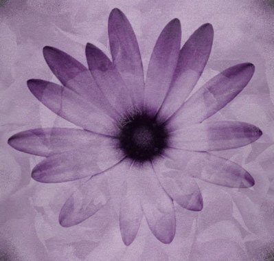 紫色花朵图案背景背景