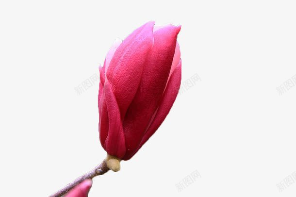 一支玉兰花png免抠素材_新图网 https://ixintu.com 木兰花 玉兰 紫玉兰 紫色 花朵
