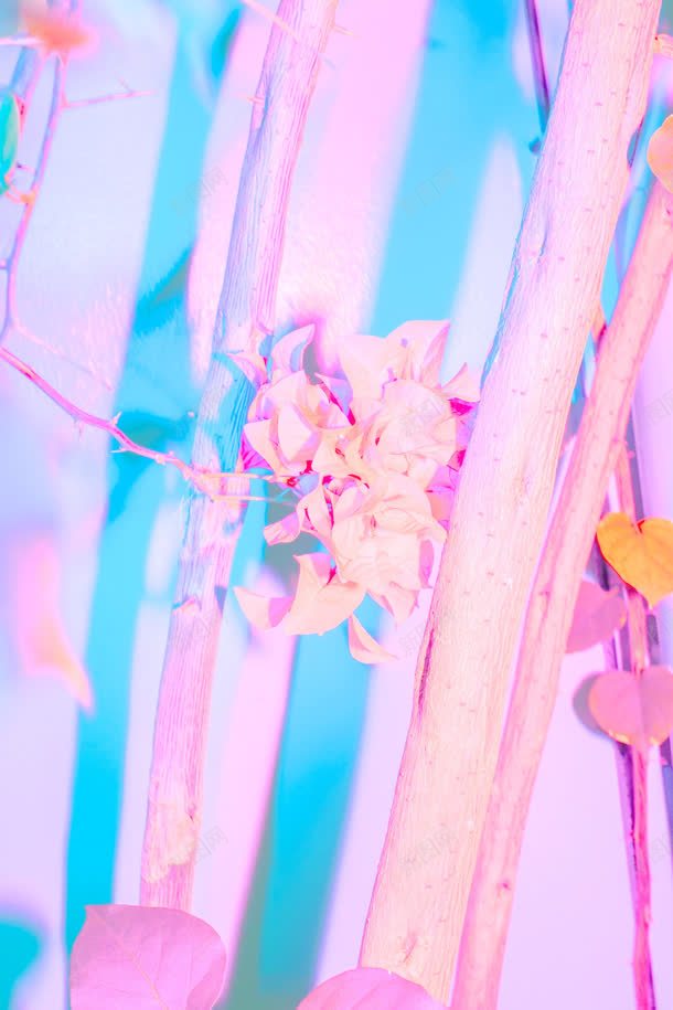 蓝背景粉色树干花朵jpg设计背景_新图网 https://ixintu.com 树干 粉色 背景 花朵