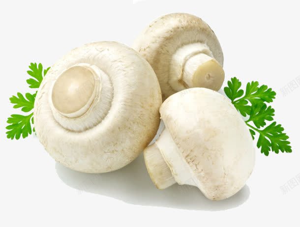 蘑菇白色蘑菇蘑菇蘑菇菌png免抠素材_新图网 https://ixintu.com 可爱香菇 蘑菇素材 野菌菇 野蘑菇 香菇