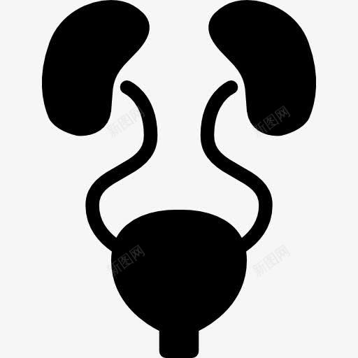 泌尿系统图标png_新图网 https://ixintu.com 医疗 器官 泌尿科 肾脏 膀胱 身体部位