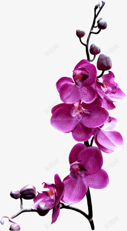 紫色的蝴蝶花png免抠素材_新图网 https://ixintu.com 紫色 自然 花朵 设计