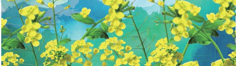 夏季的油菜花背景矢量图ai设计背景_新图网 https://ixintu.com AI 水墨 油菜花 浪漫 海报 矢量素材 绿叶 背景 舒心 蓝天 高清背景设计图 矢量图